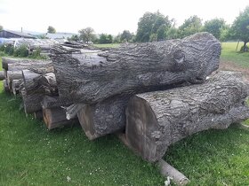 Prodám kmen lípy - 2