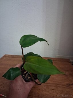 Pokojové rostliny 2 - 2