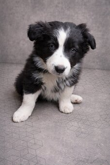 Štěňátko - Border kolie - 2