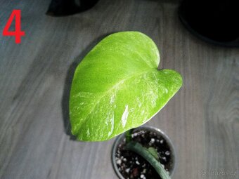 4.Monstera Deliciosa Albo variegata - 2
