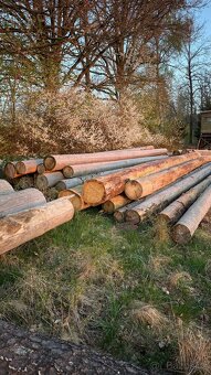 Palivové dřevo smrk, délky 8m/4m mix na výřez a na palivo - 2