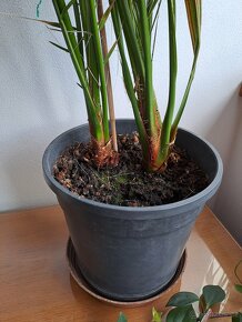 2 datlové palmy - 2