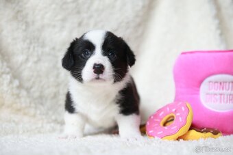 Welsh corgi cardigan - 2