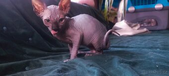 Kanadský sphynx - 2