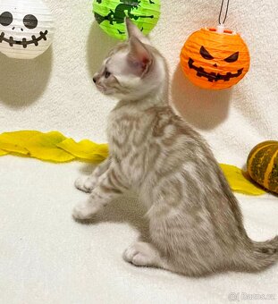 Bengálská kočka, koťata s PP - 2