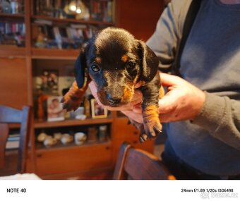 Trpasličí jezevčík - 2