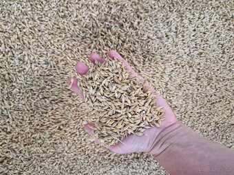 Ječmen, pšenice - 2