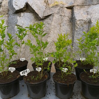 Růžová Kanadská borůvka - PINK LEMONADE - 2