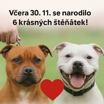 Stafordšírský bullterier - 2