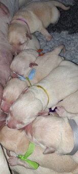 Labradorský retriever s PP - 2