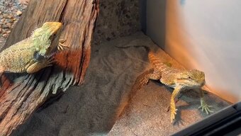 Terárium + 2 agamy - 2