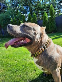 American bully Krytí - 2