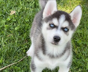 Prodám štěňata sibiřského huskyho v Jihlavě - 2