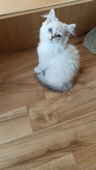 Britská koťátka s PP - 2