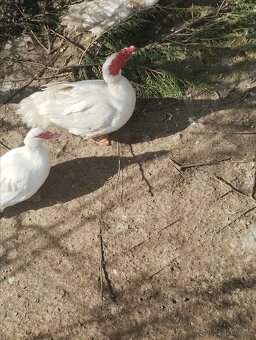 Kachna čínská - 2