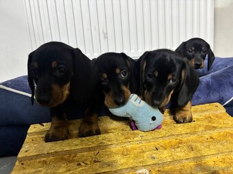 Jezevčík trpasličí - 2