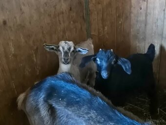 Kozičky narozené 24.12.2025 - 2