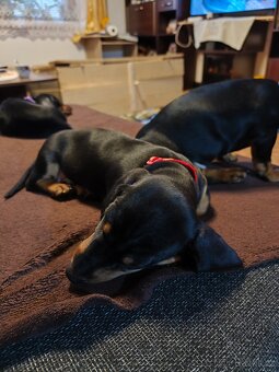 Jezevčík krátkosrstý - 2