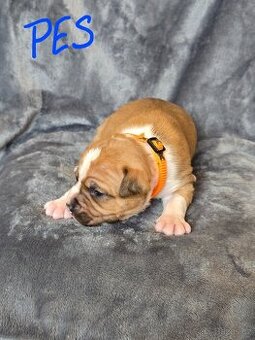 Americký stafordšírský teriér - 2