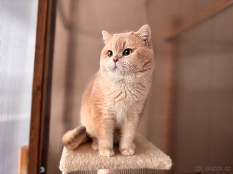 Britský kocour z pp - 2