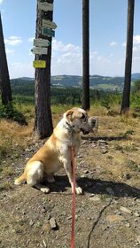 Středoasiat ke krytí - 2