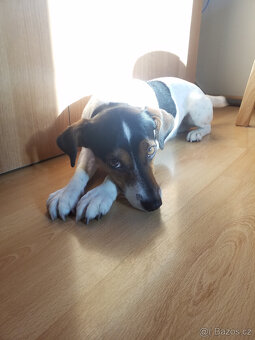 Jack Russell Teriér - krytí - 2