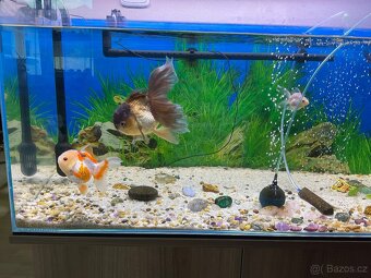 Závojnatky ORANDA Lví hlava+RANCHU XXL - 2