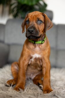 Rhodéský ridgeback - 2