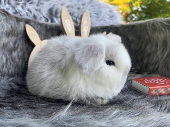 ❤️⭐️Minilop Kralicek Beránek miminka k rerervaci - 2