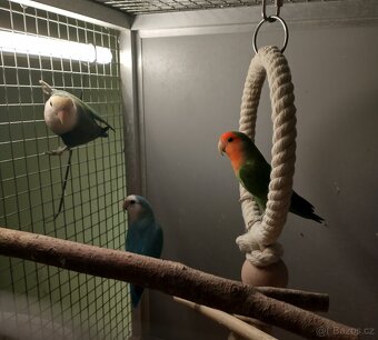 Agapornis rúžohrdlý - 2
