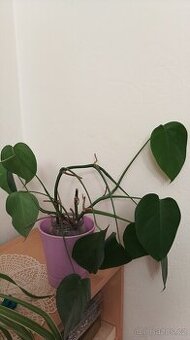 Monstera deliciosa pokojovka zakořeněná na zasazení - 2