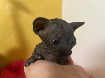 Kanadský sphynx - 2