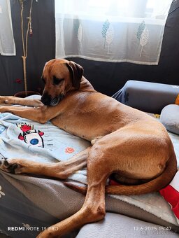 Rhodesky ridgeback - 2