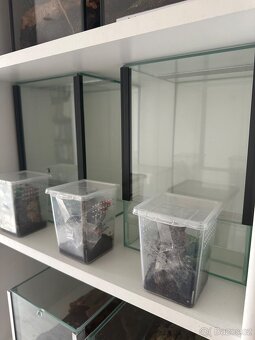 Sklípkani plus terária - 2