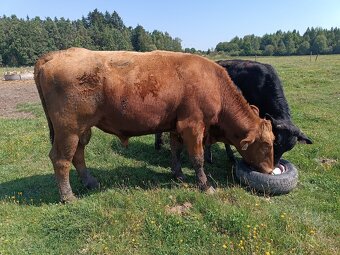 Prodej býka Aberdeen Angus - 2