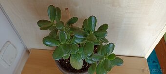 Tlustice vejčitá (crassula ovata) - 2