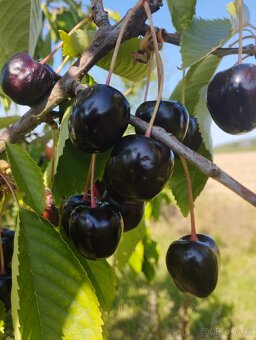 Třešně na kvas (pálení) - 2