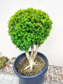 Tvarovaný strom, bonsai, niwaki, yamadori - 2