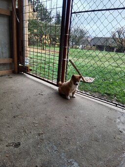 Shiba inu štěňata - 2