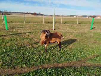 Kamerunský beran - 2