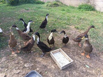 Prodám kachny /Indický běžec/ - 2