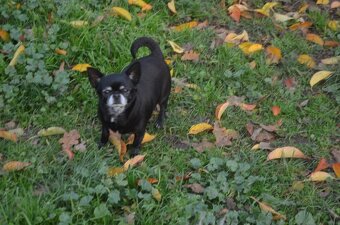 Čivava s PP - fenky - 2