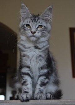 Mainská mývalí koťátka s PP - 2