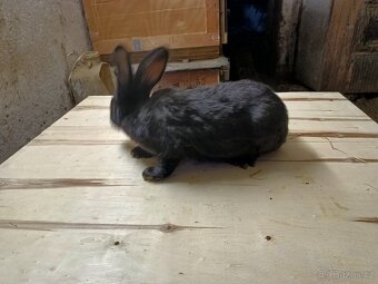 Německý obrovitý strakáč - 2