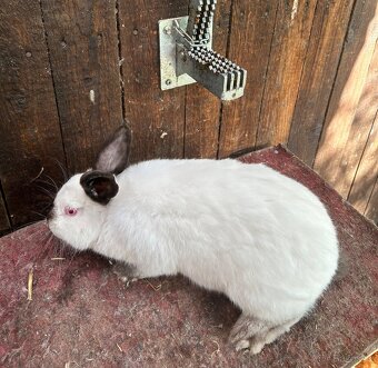 Kalifornský Černý - 2