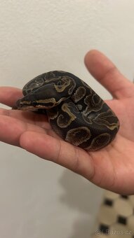 Krajta královská - 2