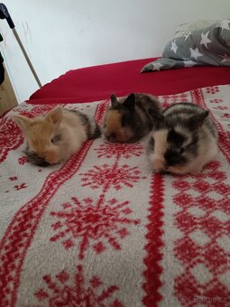 Zakrslý králík králíček - 2