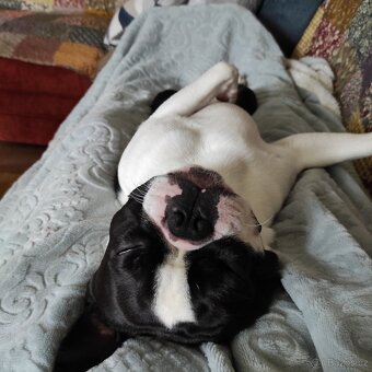 Bostonek ke kryti - 2