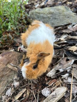 Morče rozeta sameček - 2