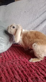 Zakrslý beránek rex - 2